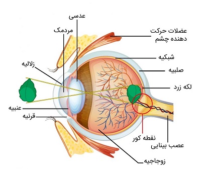 ساختار چشم انسان-دیالنز