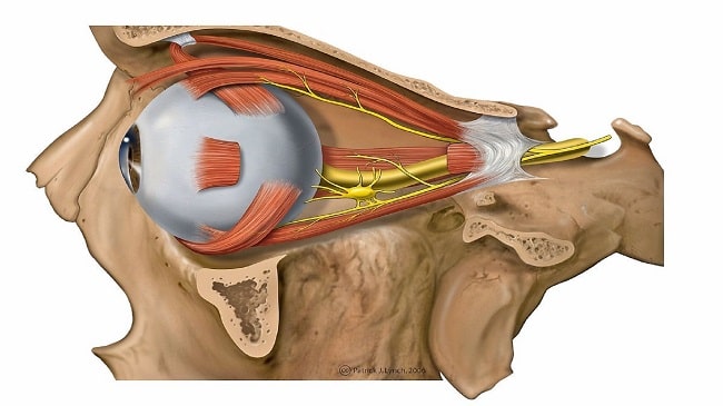 آناتومی عصبی بینایی